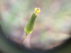 Senecio prenanthoides