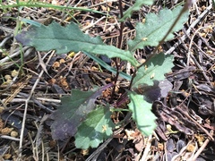Senecio prenanthoides