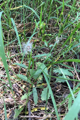 Senecio prenanthoides