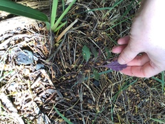 Senecio prenanthoides