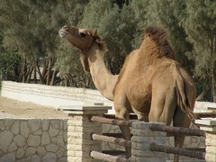 Camelus