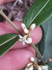 Leichhardtia suaveolens