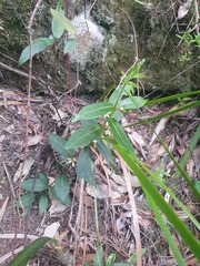 Leichhardtia suaveolens