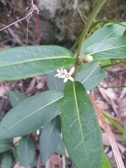 Leichhardtia suaveolens