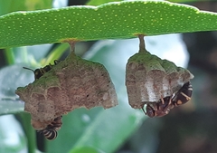 Ropalidia cyathiformis