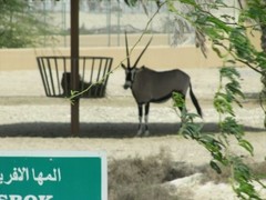 Oryx