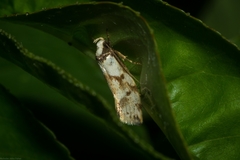 Coesyra hemiphragma