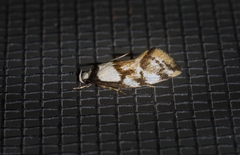 Coesyra hemiphragma