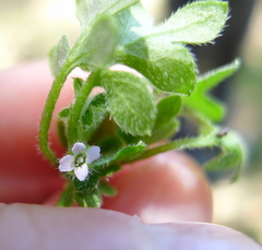 Nemophila parviflora