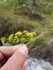 Glia prolifera
