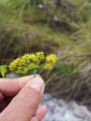 Glia prolifera