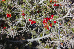 Castela peninsularis
