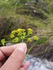 Glia prolifera