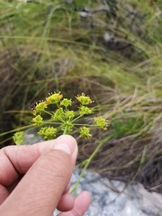 Glia prolifera