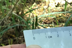 Senecio prenanthoides