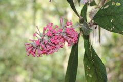 Arachnothryx evansii