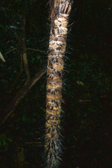 Astrocaryum mexicanum