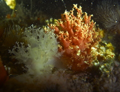 Dendronotus lacteus