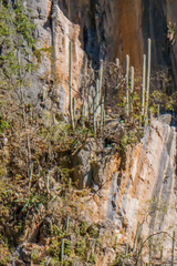 Cephalocereus apicicephalium
