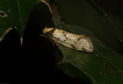 Coesyra hemiphragma