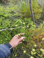 Thesium spicatum