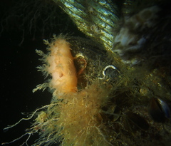 Dendronotus lacteus