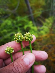 Thesium spicatum