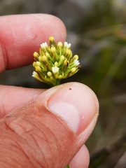 Thesium spicatum