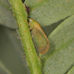 Aphalaroida inermis