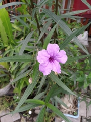 Ruellia simplex