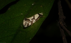 Coesyra hemiphragma