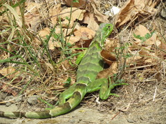 Iguana iguana image