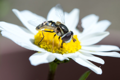 Ischiodon scutellaris