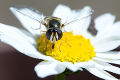 Ischiodon scutellaris