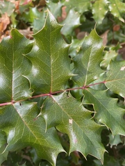 Berberis aquifolium