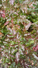 Berberis aquifolium