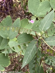 Phyllantheae