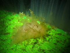 Dendronotus lacteus