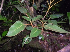 Oreopanax lempiranus