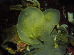 Cadlina laevis
