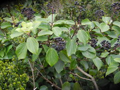 Hedera azorica