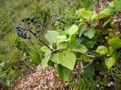 Hedera azorica