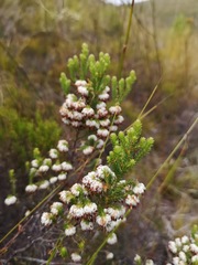 Erica cumuliflora
