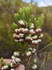 Erica cumuliflora