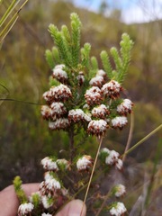 Erica cumuliflora