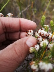 Erica cumuliflora