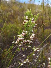 Erica cumuliflora