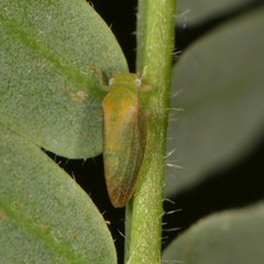 Aphalaroida inermis