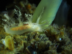 Dendronotus lacteus