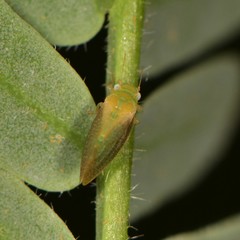 Aphalaroida inermis